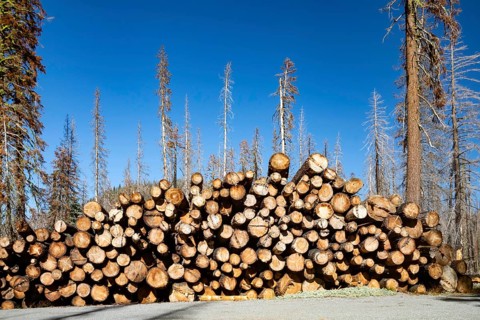 Mineral, California - Salvaged lumber from trees in Lassen Volcanic National Park. The 2021 Dixie