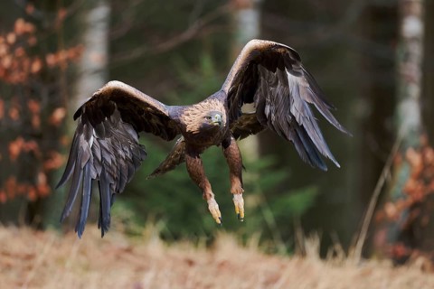 Golden eagle in flight (Aquila chrysaetos) Bavaria, Germany, Europe