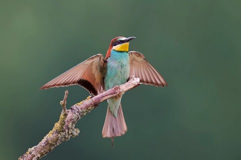 Bee-eater (Merops apiaster) Lower Saxony, Germany, Europe