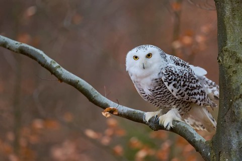 Snowy owl on branch (Bubo scandiacus) captive, Czech Republic, Europe