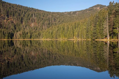 Lake Großer Arbersee in autumn. The surrounding forest is reflected in the mirror like surface of