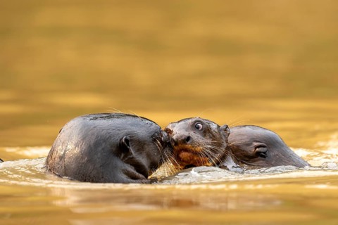Three giant otters (Pteronura brasiliensis), playing young, North Pantanal, Barão de Melgaço,