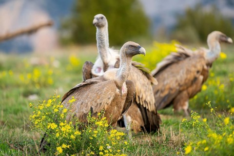 Griffon Vulture (Gyps fulvus) sitting on a flowering meadow in autumn, Pyrenees, Catalonia, Spain,