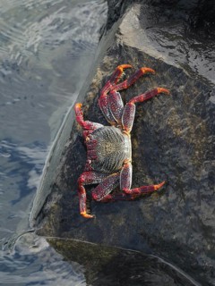 Colourful crab, red rock crab (Grapsus adscensionis), on a rock by the water, Puerto de Santiago,