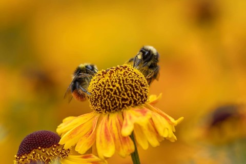 Red tailed bumblebee (Bombus lapidarius) two adult bees feeding on a Helenium flower in summer,