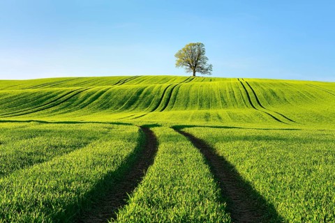Solitary oak tree in the evening light, green field with rolling hills in spring, near Triptis,