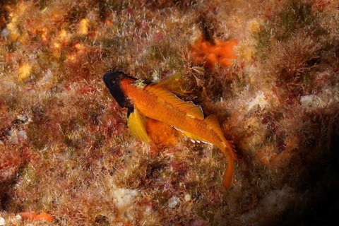A Black-faced blenny (Tripterygion delaisi) resting on an algae-covered seabed, dive site Cap de