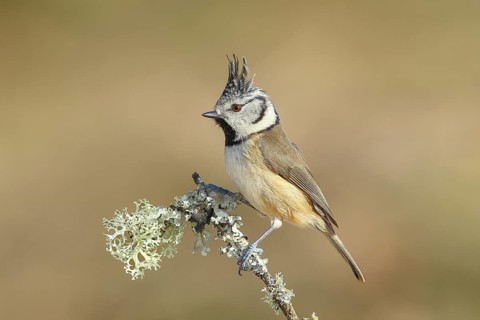 Crested Tit (Parus Scalloped ribbonfish) sitting on a thin branch covered with lichen, Wildlife,