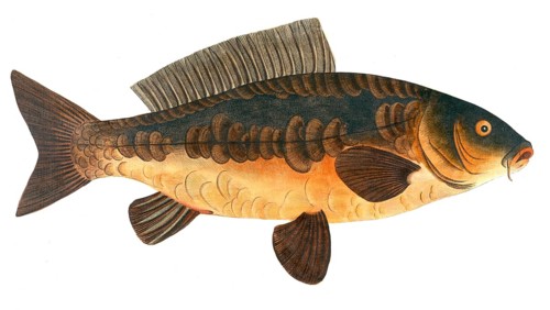 Fish, Fish, Rex Cyprinorum, Mirror carp, Historical, digitally restored reproduction from a 19th