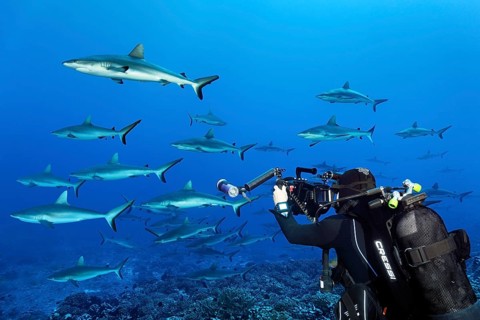 Cameraman with professional underwater video camera RED Dragon X 6K Digital Cinema Camera in