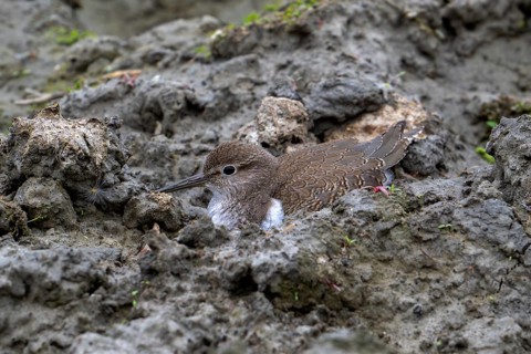 Common sandpiper (Actitis hypoleucos, Tringa hypoleucos) resting camouflaged in mud along muddy
