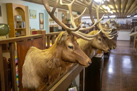 Holdrege, Nebraska - Elk trophies shot by a local big game hunter on display at the Nebraska
