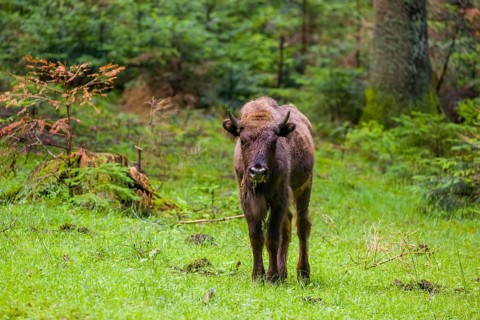 An adult female European bison (Bison bonasus) stands in a clearing in a dense forest