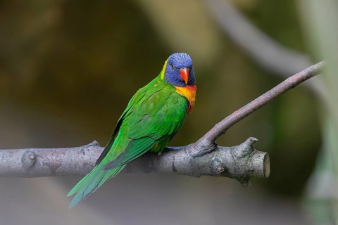 One Rainbow lorikeet (Trichoglossus moluccanus) sitting on a branch. Green vegetation in the