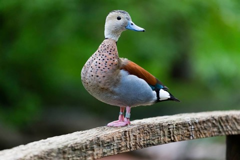Ringed Teal (Callonetta leucophrys), male duck perched on a wooden bridge, captive, Hesse, Germany,