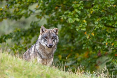 One submissive eurasian gray wolf (Canis lupus lupus) sitting on a hill with green grass and a