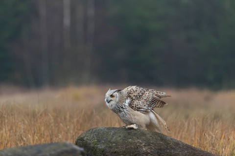 One Siberian Eagle Owl (Bubo bubo sibiricus) sitting on a rock between tall reed grass lakeshore on