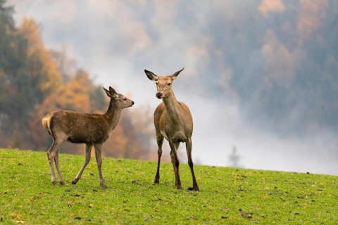 Two female red deer (Cervus elaphus) stand on a meadow. Early morning light with a forest in mist