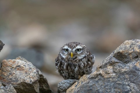 One little owl (Athene noctua) sitting on a stone inside the ruins of an ancient castle