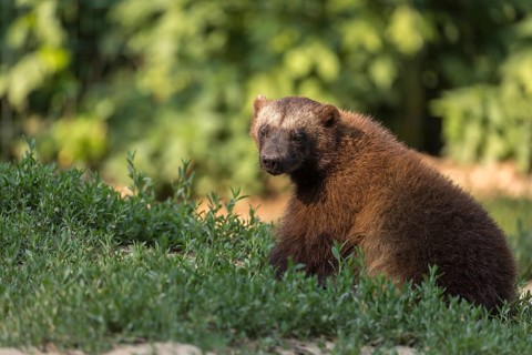 One wolverine, (Gulo gulo), sitting on grass, green vegetation, trees and rocks in the background