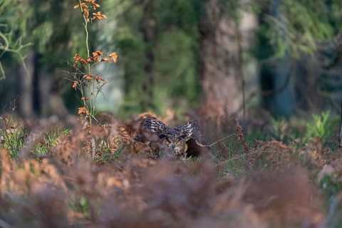 One Eurasian Eagle Owl, Bubo bubo, sitting on a forest floor between autumnal ferns