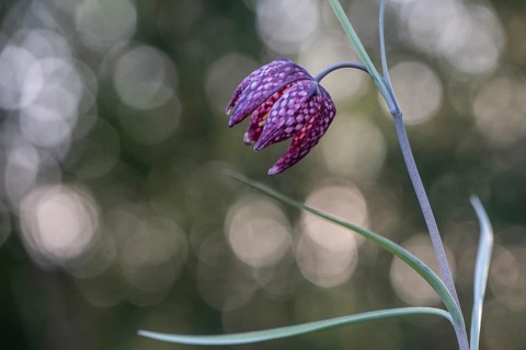 Snake's Head Fritillary (Fritillaria meleagris), Emsland, Lower Saxony, Germany, Europe
