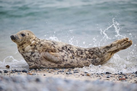Grey seal (Halichoerus grypus) on the beach on the edge of the water with the sea in the