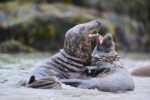 Grey seal (Halichoerus grypus) playing with each other in the water, sea, Düne, Helgoland,