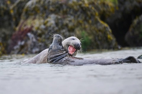 Grey seal (Halichoerus grypus) playing with each other in the water, sea, Düne, Helgoland,