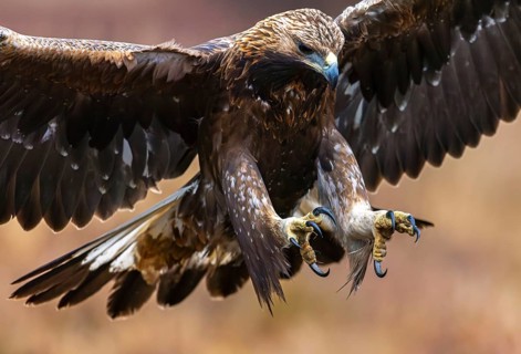 European golden eagle (Aquila chrysaetos chrysaetos) juvenile showing huge claws, talons while