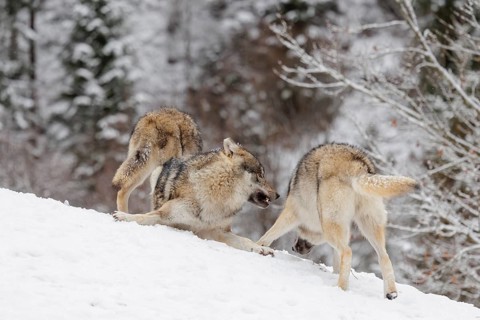 Two young grey wolves (Canis lupus lupus) play with its father on the sloping, snow-covered meadow