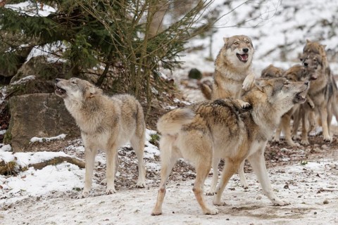 A pack of grey wolves (Canis lupus lupus) stands howling on a snow-covered meadow on a cold, cloudy