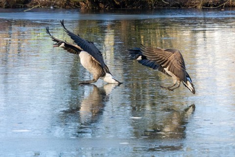 Canada geese (Branta canadensis), a pair in flight, landing on a frozen lake, Hesse, Germany,