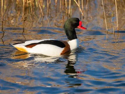 Common Shelduck (Tadorna tadorna), male adult bird, swimming along a ditch, with its reflection in