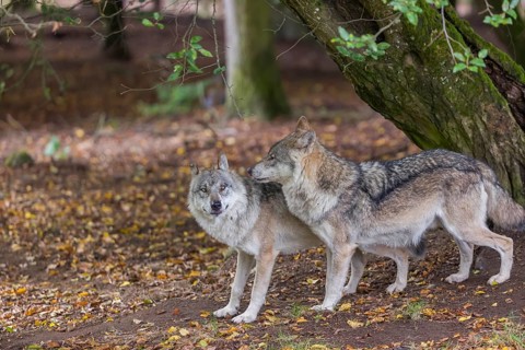 Two adult male eurasian gray wolves (Canis lupus lupus) standing in front of an old split tree at a