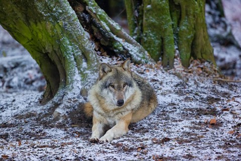 One adult male eurasian gray wolf (Canis lupus lupus) rests in front of an old split tree at a