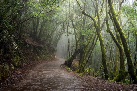 Hiking trail in the cloud forest. Laurel trees with moss and lichen. Foggy weather. Garajonay