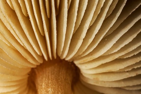 Mushroom, worm's eye view showing underside of cap with gills, lamellas, lamellae