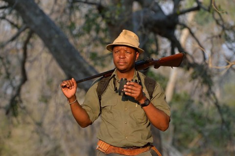 Guide with binoculars and rifle on a walking safari, Mana Pools National Park, Mashonaland West