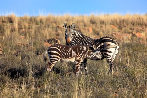 Cape mountain zebras (Equus zebra zebra), mare suckling foal, Mountain Zebra National Park, South