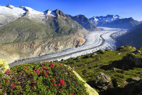 Alpine rose( Rhododendron spec.) , Bathtub horns, Aletsch glacier, Valais, Switzerland, Europe