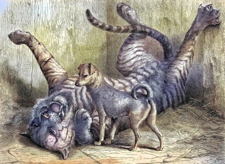 A small dog plays with a young tiger with whom he grew up together, in the zoo of Cologne, 1869,