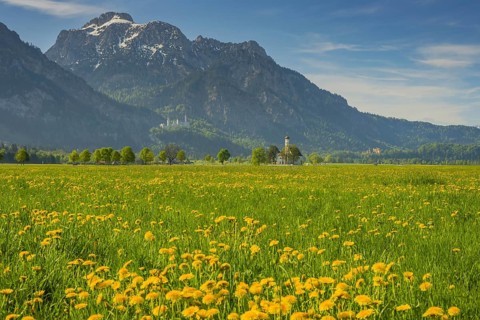 Blooming dandelion meadow, behind pilgrimage church St. Coloman, Neuschwanstein Castle and the