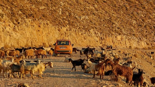 Goats (Caprae), red small car in herd of goats, morning light, Gramvoussa peninsula, Pirate Bay,