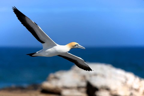 Cape gannet (Morus capensis), Lambert's Bay, South Africa (Sula capensis)