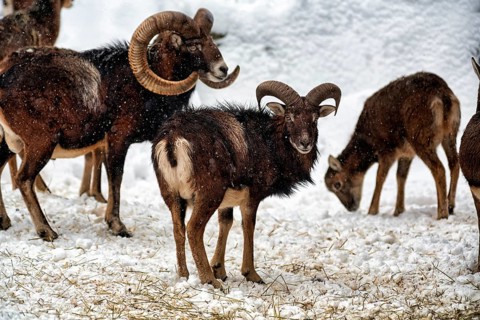 European mouflons (Ovis gmelini musimon) with lamb, mouflon deer in the snow, feeding scene,