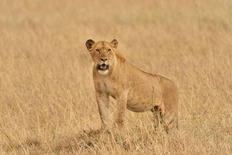 Lioness (Panthera Leo), Massai Mara, Rift Valley Province, Kenya, Africa