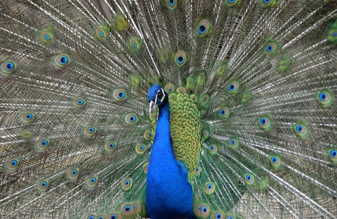 Blue Peacock (Pavo cristatus), courtship display with spread feathers, Majorca, Balearic Islands,