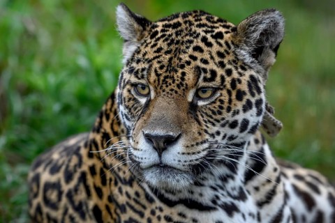 Jaguar (Panthera onca), Breeding Station of the Conservation Land Trust, Iberá Project, Esteros del