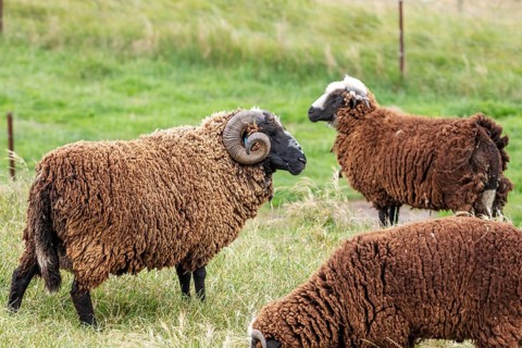 Goats (Capra), Otago Peninsula, New Zealand, Oceania